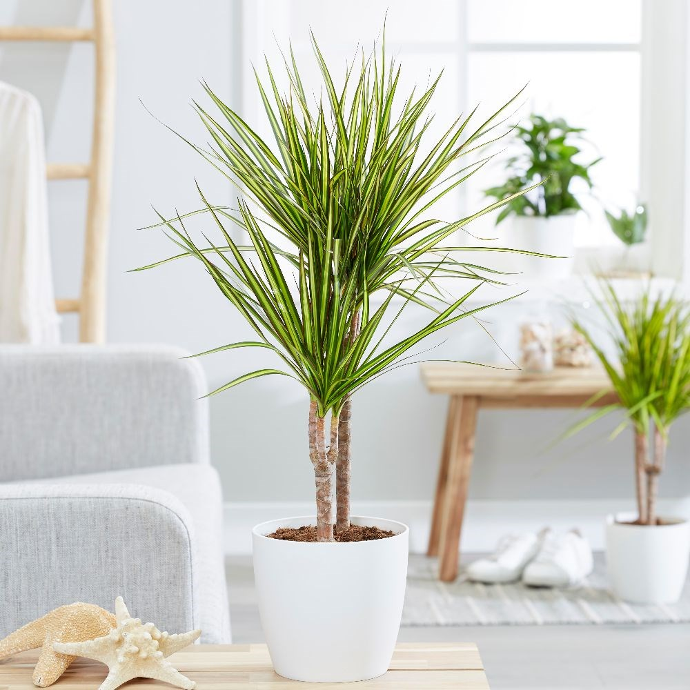 dracena